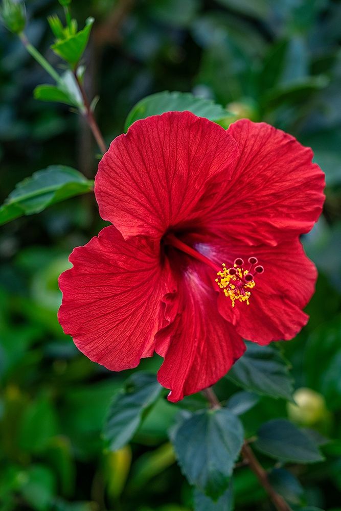 Hibiscus